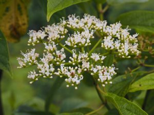 Viburnum sambucinum