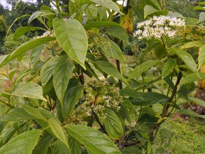 Viburnum sambucinum