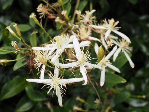 Clematis uncinata