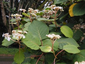 Hydrangea aspera ‘Robusta’