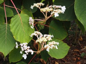 Hydrangea aspera ‘Robusta’