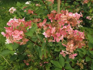 Hydrangea paniculata ‘Early Sensation’