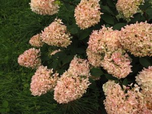 Hydrangea paniculata ‘Polar Bear’