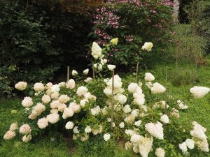 Hydrangea paniculata ‘Polar Bear’ and Hydrangea aspera ‘Villosa Group’