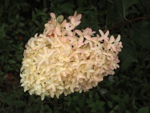 Hydrangea paniculata ‘Skyfall’