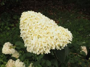 Hydrangea paniculata ‘Skyfall’