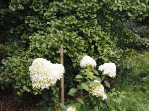 Hydrangea paniculata ‘Skyfall’ fronts Ginkgo biloba