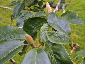 Magnolia ‘Delia Williams’