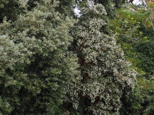 Quercus ilex and Luma apiculata