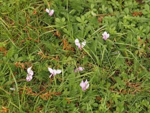 The first Cyclamen