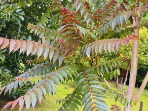 Ailanthus altissima ‘Purple Dragon’