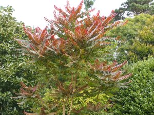 Ailanthus altissima ‘Purple Dragon’