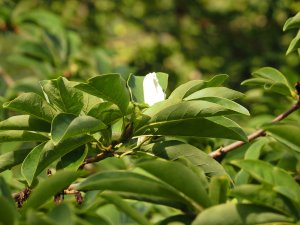 Magnolia ‘Cecil Nice’