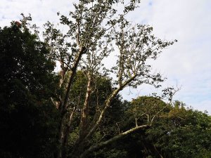 Magnolia dawsoniana