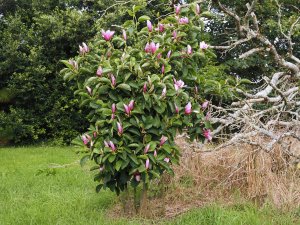 Magnolia ‘Yakeo’