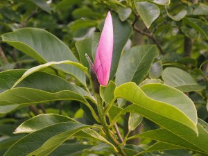 Magnolia ‘Sentinel’