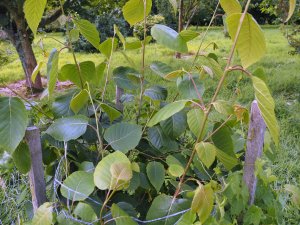 Betula luminifera ‘White House Farm’