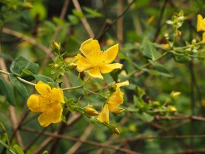 Hypericum lancasteri