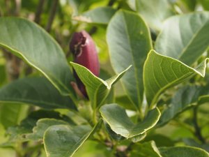 Magnolia ‘Tinkerbelle’