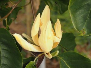 Magnolia ‘Ossie’s Yellow’