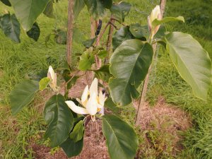 Magnolia ‘Ossie’s Yellow’