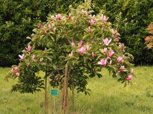 Magnolia ‘Yakeo’