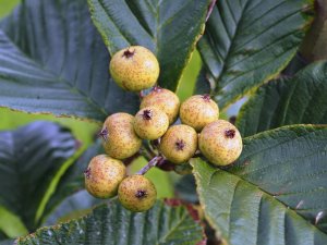 Sorbus hedlundii (KR 1810A – best clone)