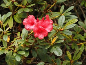 Rhododendron ‘Elizabeth’