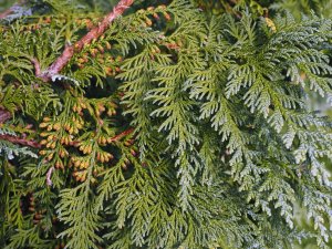 Thuja koraiensis