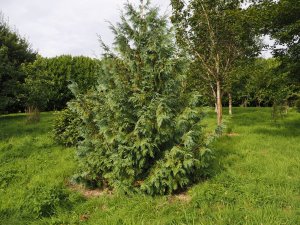 Thuja koraiensis