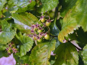 Crataegus calpodendron