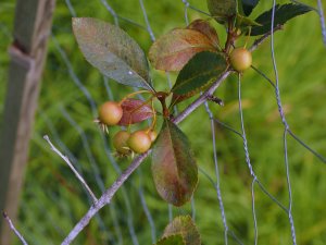 Crataegus crus-galli ‘Inermis’