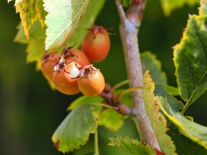 Crataegus durobbiva