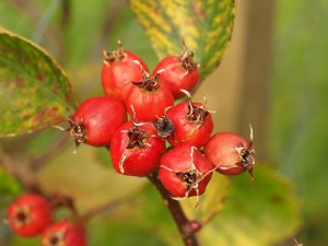 Crataegus horrida