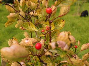 Crataegus horrida