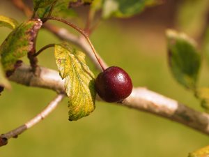 Crataegus jozana