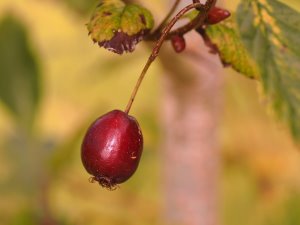 Crataegus jozana