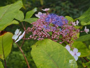 Hydrangea robusta ‘Tatiana’ (TH 3154)