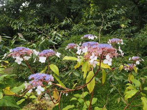 Hydrangea robusta ‘Tatiana’ (TH 3154)