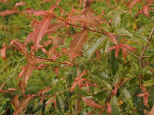 Quercus affinis x Quercus laurifolia