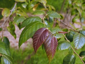 Betula insignis ‘Fansipanensis’