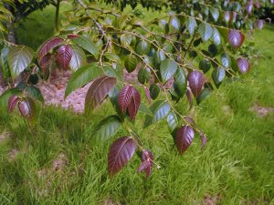 Betula insignis ‘Fansipanensis’