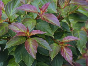 Cornus pumila