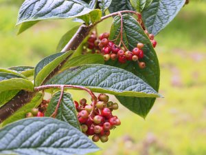 Cotoneaster cordifolius ‘Ogisu’