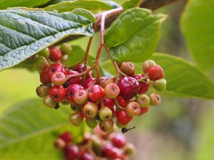 Cotoneaster cordifolius ‘Ogisu’