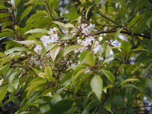 Hoheria sexstylosa ‘Crataegifolia’