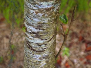 Interesting bark