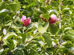 Magnolia ‘Black Tulip’ x M. ‘Pickard’s Ruby’