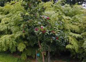 Magnolia ‘Cleopatra’ and Chimonobambusa tumidissinoda