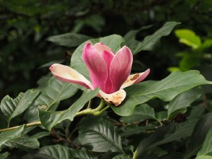 Magnolia denudata ‘Fragrant Cloud’